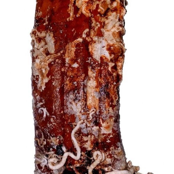 AMPHORA (ORIGINAL), Apartmani Bosi i Goli Starigrad Paklenica