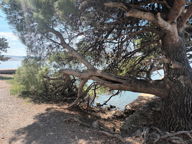 Destination, Apartmani Bosi i Goli 23244