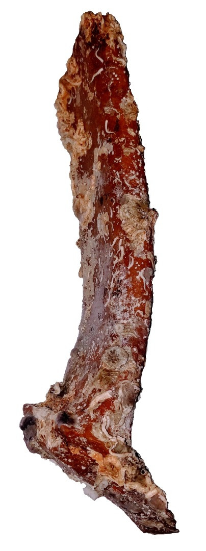 AMPHORA (ORIGINAL), Apartmani Bosi i Goli Starigrad Paklenica